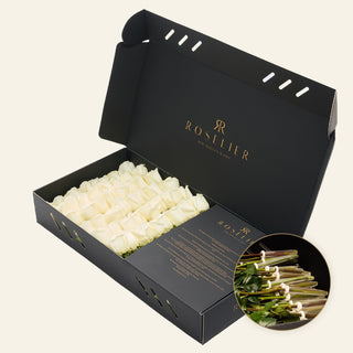 Large White - "Arya"