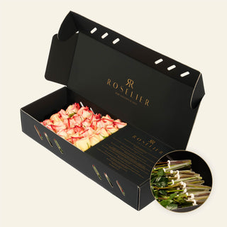 X-Small Apriko - "Peachy"