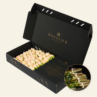 Medium Creme - "Coral"